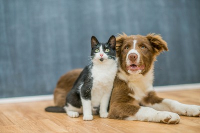 ComarPetfood BISC-001